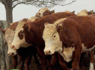 Gran remate en Expo Curuzú Cuatiá de Reggi y Cía con más de 10.000 cabezas
