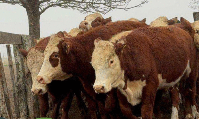 Gran remate en Expo Curuzú Cuatiá de Reggi y Cía con más de 10.000 cabezas