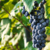 Tanto tintas como blancas: las variedades “raras” que renuevan la vitivinicultura argentina