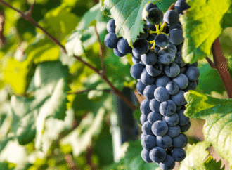 Tanto tintas como blancas: las variedades “raras” que renuevan la vitivinicultura argentina