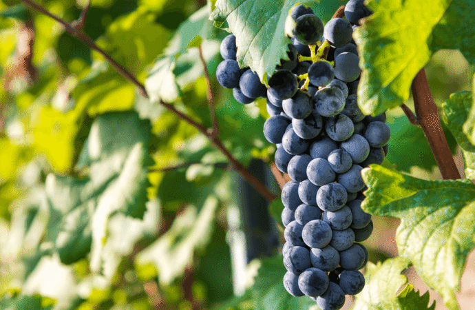 Tanto tintas como blancas: las variedades “raras” que renuevan la vitivinicultura argentina