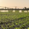 Genetista pide rechazar ley que reduce límites de agroquímicos