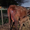Crearán Banco Genético en la UNNE tras el nacimiento de 4 terneros por inseminación artificial