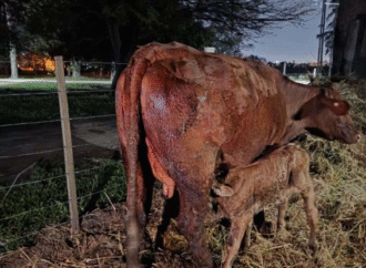 Crearán Banco Genético en la UNNE tras el nacimiento de 4 terneros por inseminación artificial