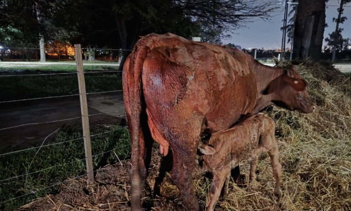 Crearán Banco Genético en la UNNE tras el nacimiento de 4 terneros por inseminación artificial