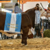 Corrientes participará en la Expo Braford de Chaco con 10 cabañas