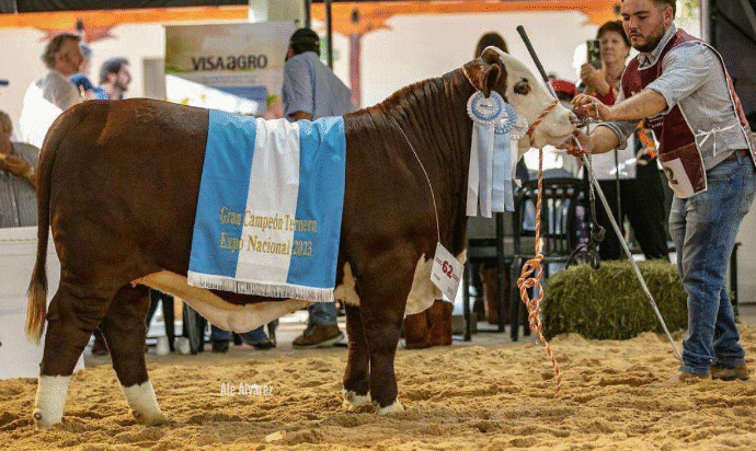 Corrientes participará en la Expo Braford de Chaco con 10 cabañas
