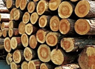 Exportación de productos maderables creció el 34,5% en el año y el principal destino es EE.UU