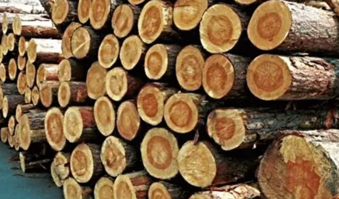 Exportación de productos maderables creció el 34,5% en el año y el principal destino es EE.UU