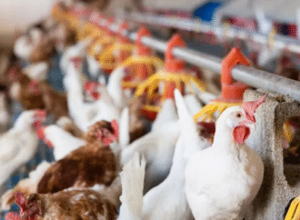 Exportaciones avícolas crecen 8% ante la expectativa de reapertura de mercados