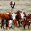 La Patagonia mira de reojo decisión de Chile sobre la carne y aclara que no es para toda la zona