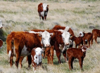 La Patagonia mira de reojo decisión de Chile sobre la carne y aclara que no es para toda la zona