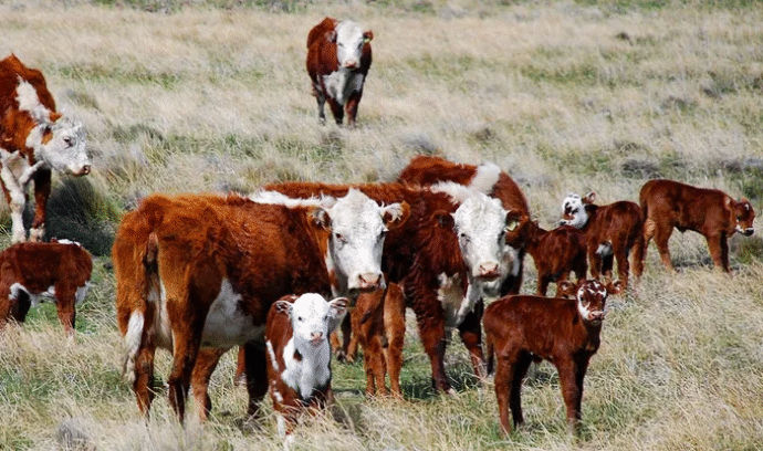 La Patagonia mira de reojo decisión de Chile sobre la carne y aclara que no es para toda la zona