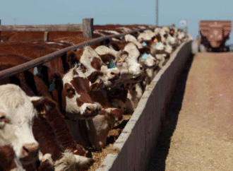 Feedlot: el encierre tuvo una nueva caída del 2% y el consumo supera la exportación