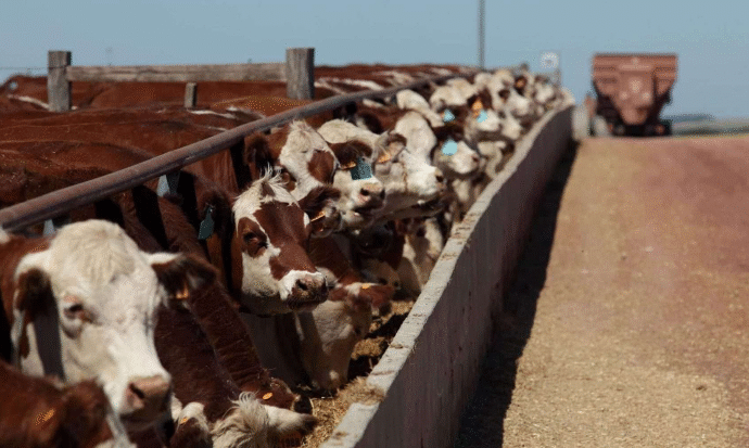 Feedlot: el encierre tuvo una nueva caída del 2% y el consumo supera la exportación