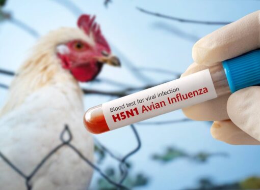 Influenza aviar: Senasa se autodeclaró libre de la enfermedad y espera resolución de OMSA
