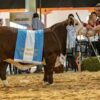 Arranca la Nacional Primavera Braford con más de 200 animales en pista