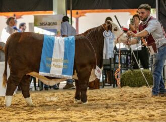 Arranca la Nacional Primavera Braford con más de 200 animales en pista