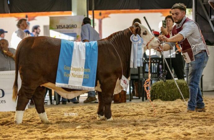 Arranca la Nacional Primavera Braford con más de 200 animales en pista
