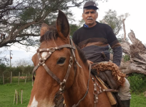 “Son unos asesinos”: la desazón de un productor correntino al que le mataron 11 vacas a tiros en la costa del río Uruguay