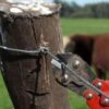 En Corrientes preocupa el avance del abigeato: “Empuja a muchos productores a abandonar sus tierras”