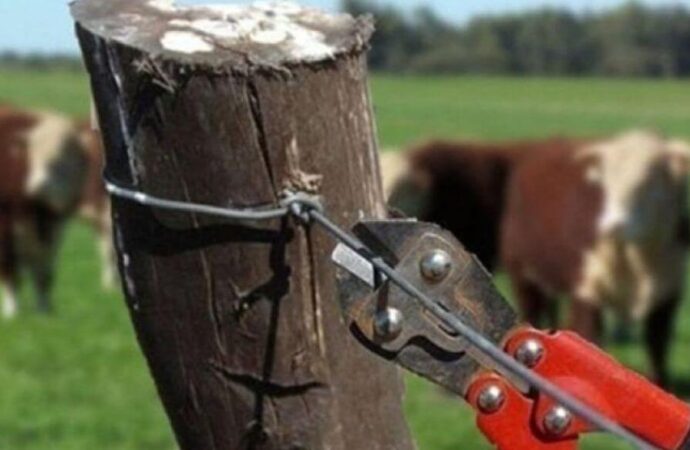 En Corrientes preocupa el avance del abigeato: “Empuja a muchos productores a abandonar sus tierras”