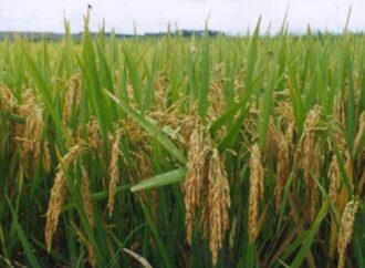 El arroz encabeza la lista de crecimiento exportable de cereales en 2025