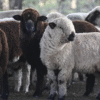 La carne ovina argentina gana terreno en Europa y vuelve a ingresar a Chile