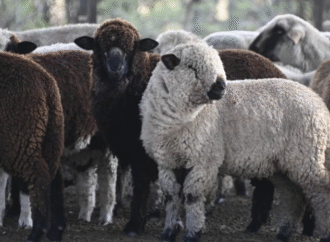 La carne ovina argentina gana terreno en Europa y vuelve a ingresar a Chile