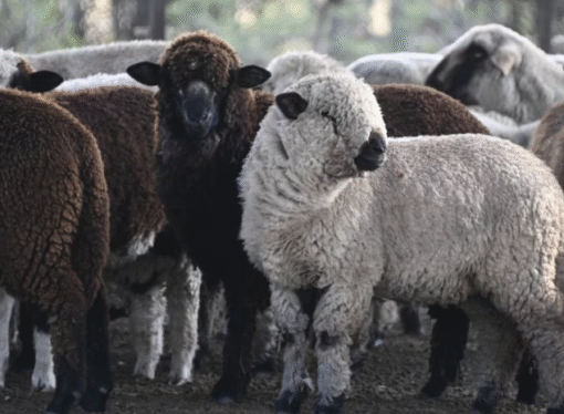 La carne ovina argentina gana terreno en Europa y vuelve a ingresar a Chile