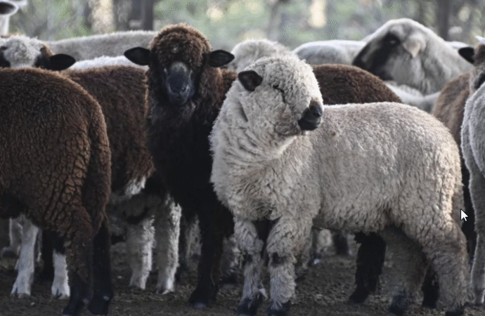 La carne ovina argentina gana terreno en Europa y vuelve a ingresar a Chile