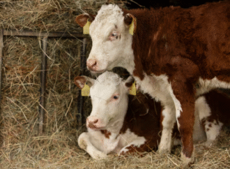 ¿Hacemos rollos o silajes?: el secreto que define la calidad en una reserva clave