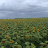 El girasol, ante un momento histórico: “Hay un presente y un futuro cercano súper atractivo para la cadena”
