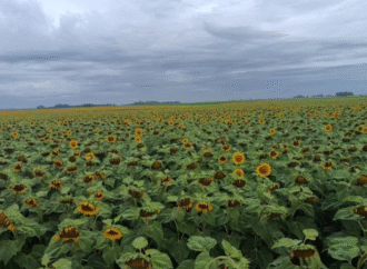 El girasol, ante un momento histórico: “Hay un presente y un futuro cercano súper atractivo para la cadena”