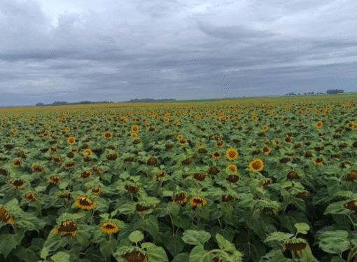 El girasol, ante un momento histórico: “Hay un presente y un futuro cercano súper atractivo para la cadena”
