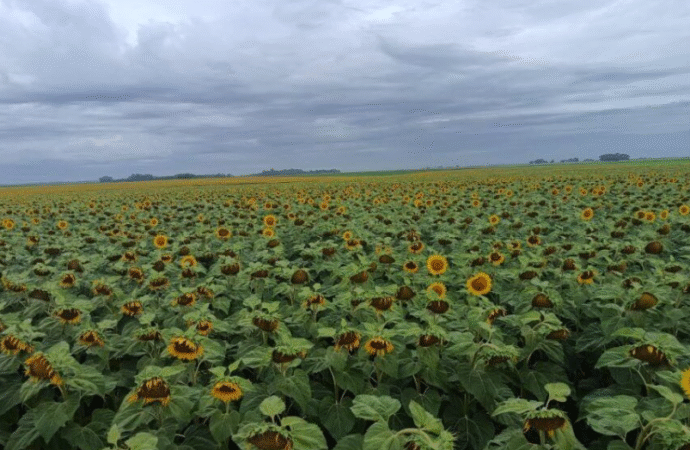 El girasol, ante un momento histórico: “Hay un presente y un futuro cercano súper atractivo para la cadena”