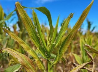 El enemigo oculto del maíz: el INTA descubrió un dato clave sobre la enfermedad que transmite la chicharrita
