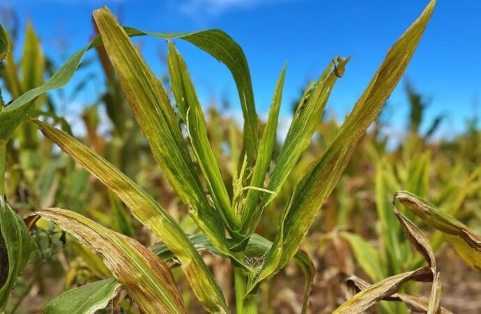 El enemigo oculto del maíz: el INTA descubrió un dato clave sobre la enfermedad que transmite la chicharrita