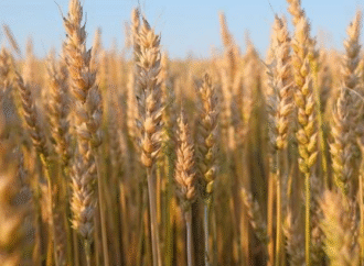 Perspectivas agroclimáticas para la fina marcan expectativas de rendimiento por encima de los históricos