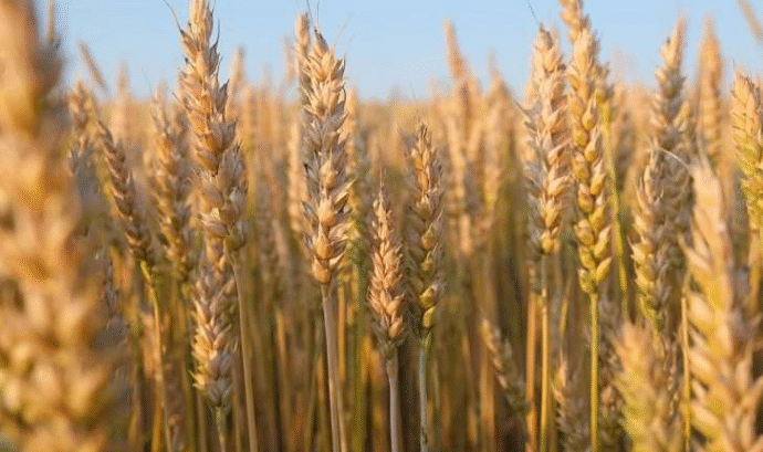 Perspectivas agroclimáticas para la fina marcan expectativas de rendimiento por encima de los históricos