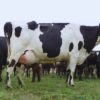 Un logro de la ciencia argentina: avanza el desarrollo de una vacuna eficaz contra la mastitis bovina