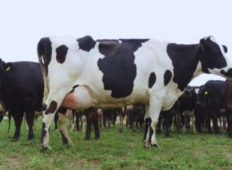 Un logro de la ciencia argentina: avanza el desarrollo de una vacuna eficaz contra la mastitis bovina
