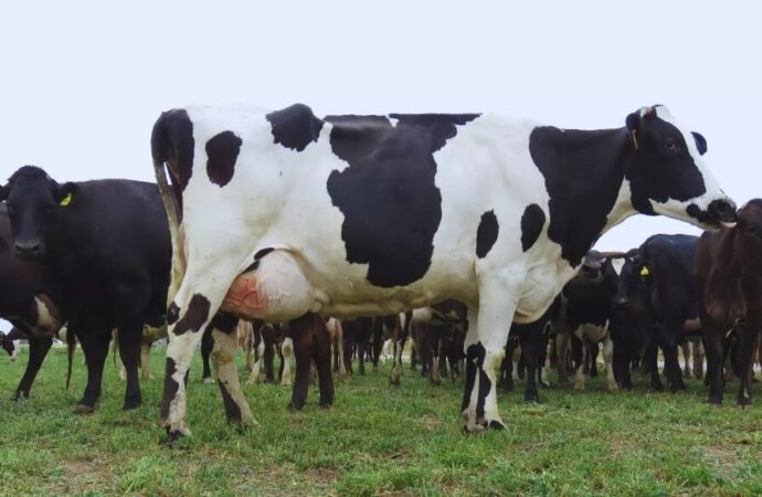 Un logro de la ciencia argentina: avanza el desarrollo de una vacuna eficaz contra la mastitis bovina