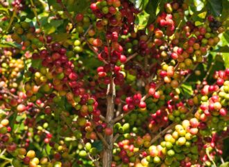 Misiones inicia la fase exploratoria para posicionar el café como nueva alternativa productiva