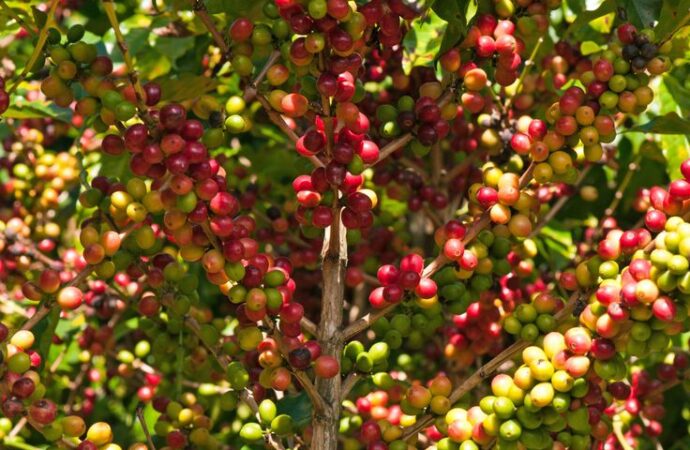 Misiones inicia la fase exploratoria para posicionar el café como nueva alternativa productiva