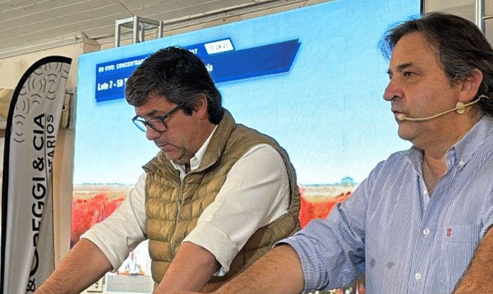 Corrientes marca tendencia nacional con novillitos en $ 3.900 y terneros en $ 4.450