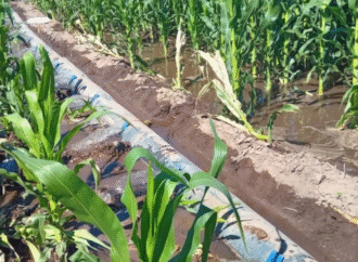 La inteligencia artificial y la agricultura empiezan a competir por el agua