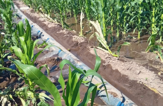 La inteligencia artificial y la agricultura empiezan a competir por el agua