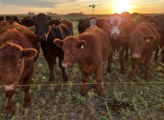 Subas del 8%: en medio de la incertidumbre electoral, el ternero se consolida como refugio de valor