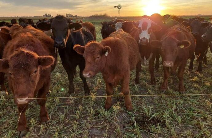 Subas del 8%: en medio de la incertidumbre electoral, el ternero se consolida como refugio de valor